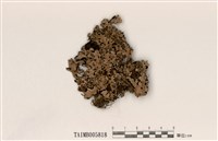 藏品(雙歧根梅衣屬)的圖片